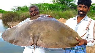 Biggest Stingray Fish Gravy How to Cook stingray Fish curry food fun village [upl. by Kotick]