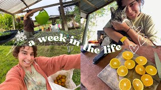 Week 2 WWOOFing on a veggie farm  eating so good making new friends getting real dirty 💚😸🥦☀️👩🏻‍🌾 [upl. by Haukom]