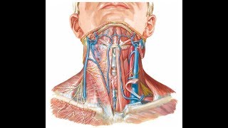 Internal carotid artery branches mnemonics [upl. by Econah]