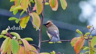 Cedar Waxwings in a Cascara tree [upl. by Ahsiekar]