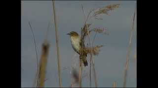 Sävsångare  Acrocephalus schoenobaenus  Sedge Warbler  ljudsound [upl. by Kent]