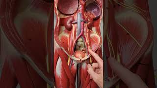 How to get to the heart with a catheter anatomy [upl. by Nerral]