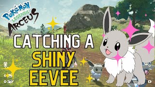 Catching a SHINY EEVEE in Pokemon Legends Arceus [upl. by Suivatna]