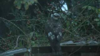 Roofvogel op mijn voliereBird of prey on my aviary [upl. by Dumm]