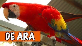 Wat Een Mooie Vogel De Ara  DierenpraatTV [upl. by Osi]