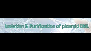 Isolation amp Purification of plasmid DNA [upl. by Sochor85]