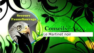 Conseils  Le Martinet noir [upl. by Canotas]