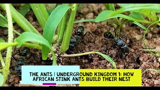 Big Black Ants Working How African Stink Ants build a nest One ant does the unthinkable [upl. by Godliman825]