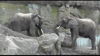 Afrikanischer Elefant Loxodonta africana  African bush elephant  Zoo Vienna [upl. by Marlene]