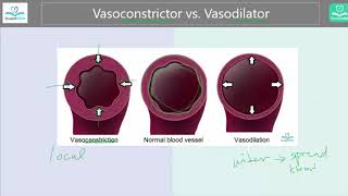 Whats the difference Vasoconstriction vs Vasodilation [upl. by Giverin126]