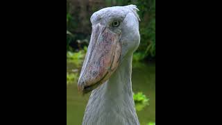 Shoebill stork clattering sounds like machine guunbeautiful nature animals [upl. by Tisbe]