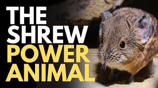 The Shrew Power Animal [upl. by Notffilc]