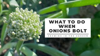 What to do when ONIONS BOLT Growing in the Garden [upl. by Eisdnil]