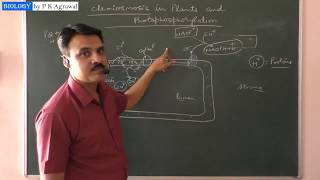 Photosynthesis  Chemiosmosis and photophosphorylation [upl. by Coreen]