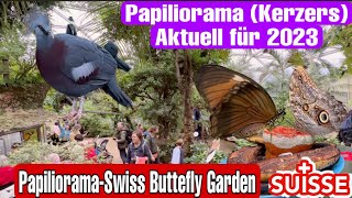 Papiliorama kerzers  Aktuell für 2023Swiss Butterfly GardenSwissNguyenCH [upl. by Parette415]