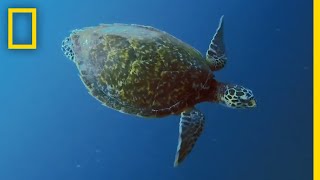 Sea Turtles 101  National Geographic [upl. by Esmond]