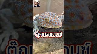 shorts ตุ๊กแกแดนซ์ เพลงตุ๊กแกมันส์ๆ ตุ๊กแก gecko geckosound geckos เสียงตุ๊กแก เพลงตุ๊กแก [upl. by Schellens]