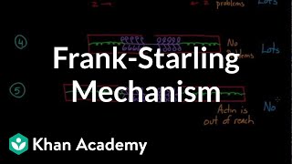 FrankStarling mechanism  Circulatory system physiology  NCLEXRN  Khan Academy [upl. by Anelas915]