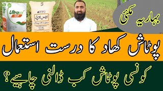 How to use Potash Fertilizer in spring maize  Bilal Kanju Official [upl. by Weiss]