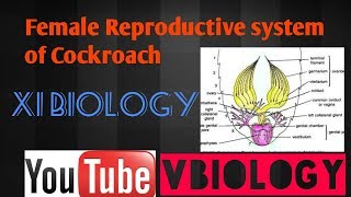 Cockroach reproductive system  female  XI BIOLOGY  CBSE  NEET  AIIMS [upl. by Xenos]