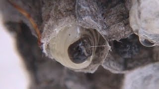 蜂の子の繭紡ぎ Polistes larva spins a cap [upl. by Grantham]