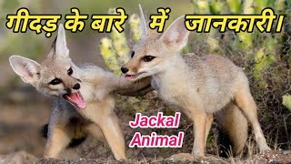 गीदड़ के बारे में रोचक जानकारी jackal in Hindi  Jackal sneaky beast  jackal Facts related to life [upl. by Cozmo]