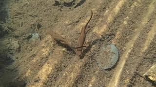 Rough Skinned Newts in a Mountain Lake [upl. by Johns]