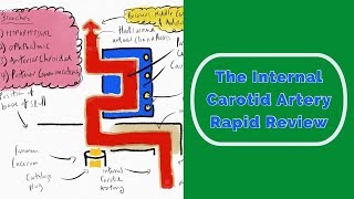 The Internal Carotid Artery Rapid Review [upl. by Kreegar]