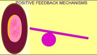 HOMEOSTASIS POSITIVE FEEDBACK MECHANISMS [upl. by Kappenne]