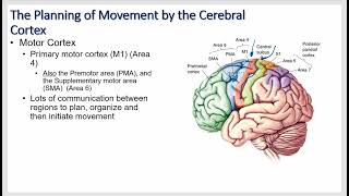 Motor Systems and Reflex Physiology [upl. by Veneaux]