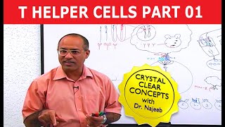 T Helper Cells  Immunology  Part 110 [upl. by Rurik]