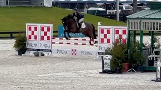 Daredevil VS  110m Jumpers  HITS Ocala  030124 [upl. by Eniagrom]