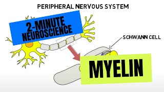 2Minute Neuroscience Myelin [upl. by Daberath]