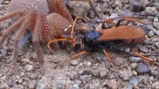 Tarantula Hawk Wasp vs Spider  Dianas Badge Huntsman Neosparassus Diana [upl. by Valentijn]