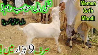 Shoq Hoga Sirf 9k Ma🔥  Memon Goth Bakra Mandi Vlog  Kamoori Teddy or Tapra Available July 3 2024 [upl. by Nuahsal]