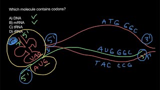 Codons and anticodons explained [upl. by Hightower]