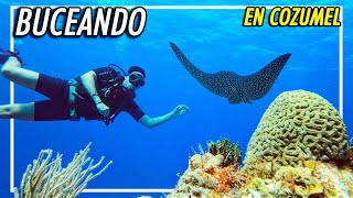 BUCEO en COZUMEL La MEJOR experiencia [upl. by Aynos332]