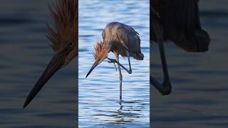 Reddish Egret Bird  facts shorts birds [upl. by Lipsey762]