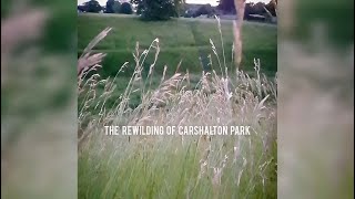 The Rewilding of Carshalton Park June 2023  Secret Carshalton TV [upl. by Ahsinom216]