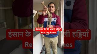 इंसान के पैर की असली हड्डियाँ  Real Leg Bones  Tibia amp Fibula  shorts viral youtubeshorts [upl. by Ibrahim]