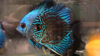 Mengenal Ikan Discus Turquoise Heckel Cross [upl. by Shriner]