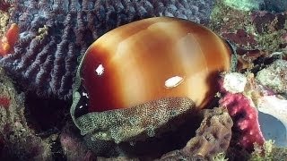 Molluscs  Reef Life of the Andaman  Part 14 [upl. by Blisse]