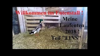 Meine Laufenten 2018 Teil quotEINSquot April amp Mai [upl. by Alleiram]