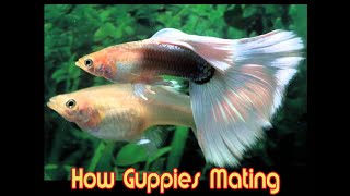 How Guppies Mating for educational purposes only [upl. by Abehsile]