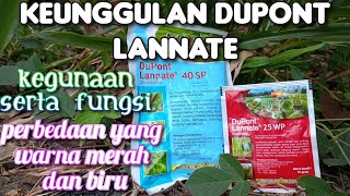 kehebatan DUPONT LANNATE serta perbedaan yang biru dan merah [upl. by Mahsih]