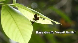 Giraffe Weevil Insect Fight Tiny Titans Battle for Dominance [upl. by Nosrej]