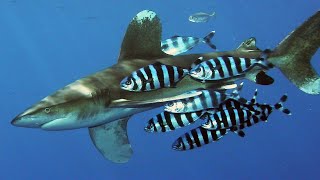 Facts The Oceanic Whitetip Shark [upl. by Ax]