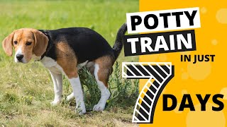 How to Potty Train your Beagle in 7 Days [upl. by Sirron]