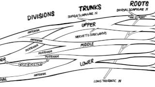 The Brachial Plexus Animated Review HD [upl. by Zonda243]