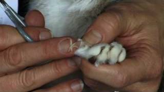 How to Trim Your Cats Claws [upl. by Roots72]